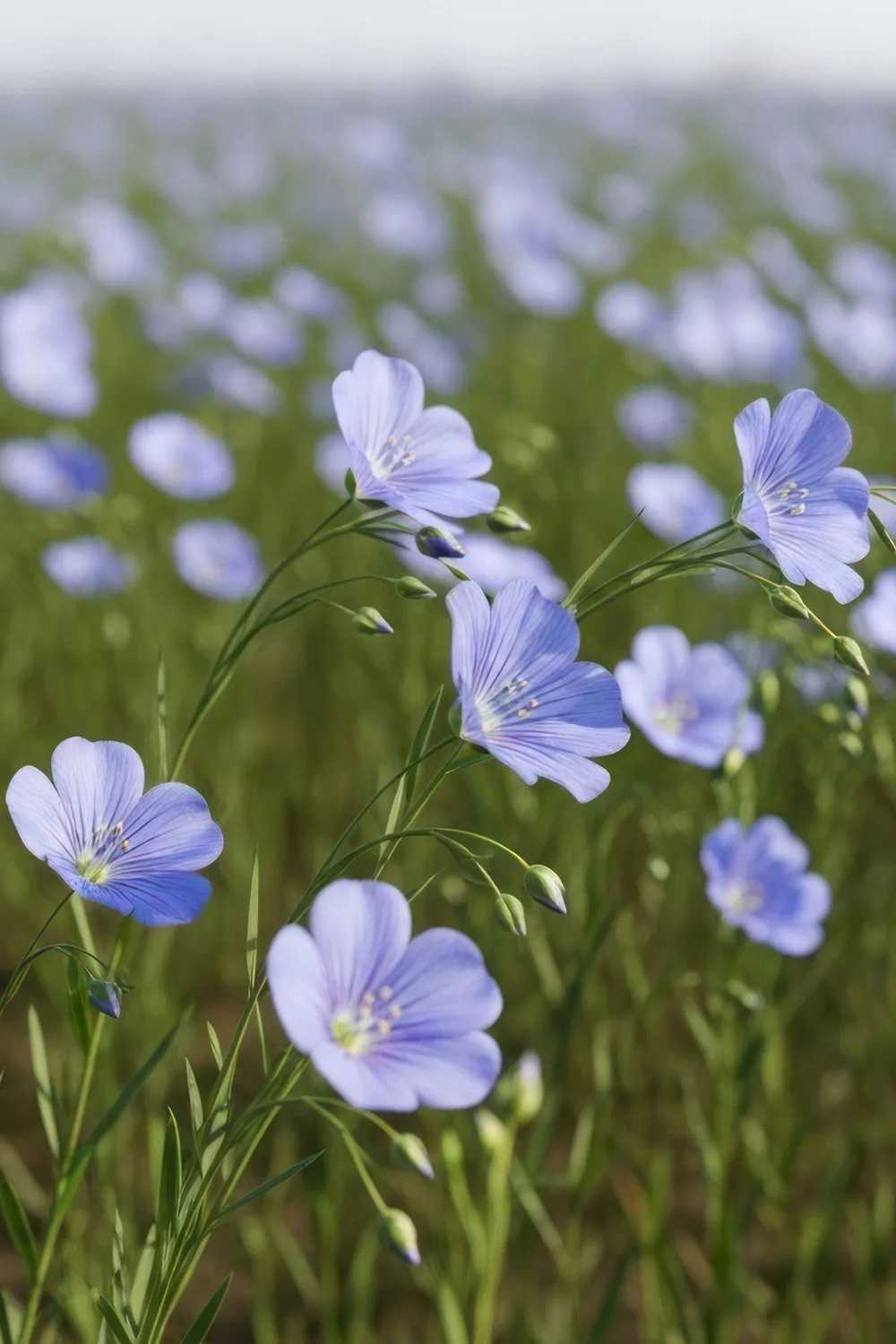 Flaxseed crop with purple flowers