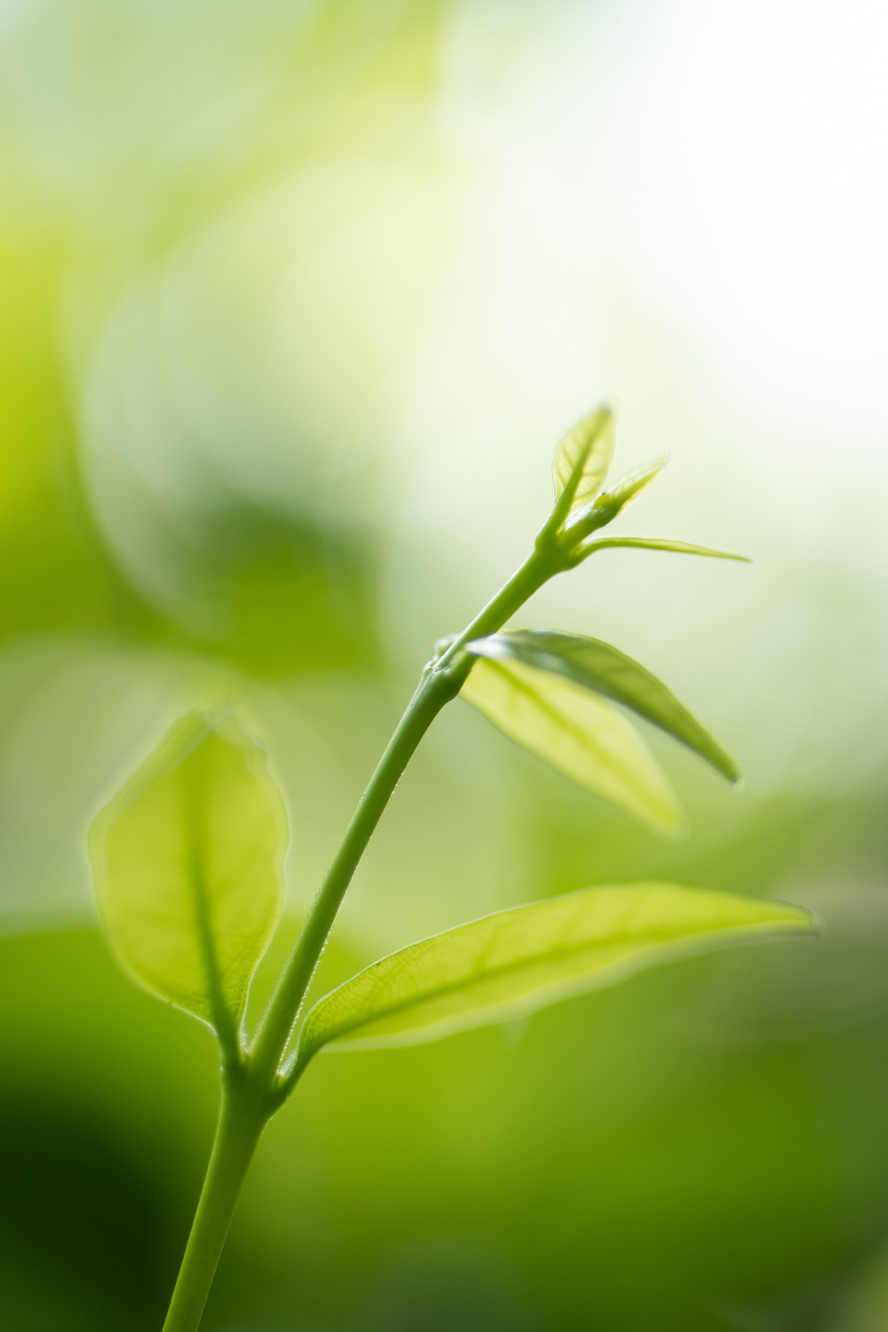 Green shot with green foliage in the background