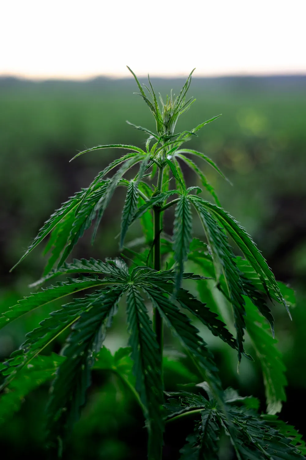 Hemp Stalk with hemp crop in background