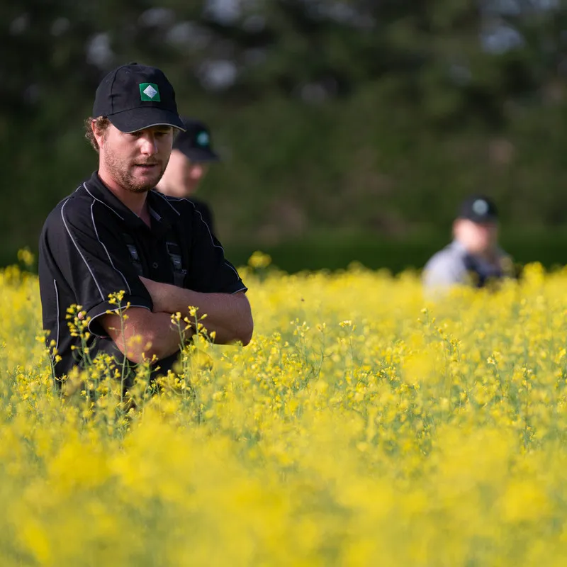Two men inspecting Canola crop