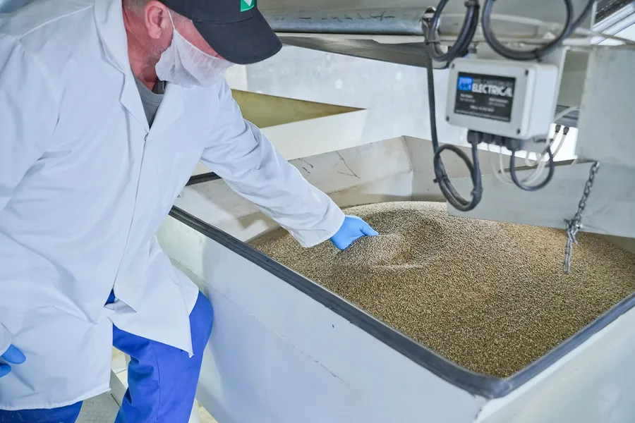 Man with beard mask and gloves, inspecting hemp seeds in extraction vat