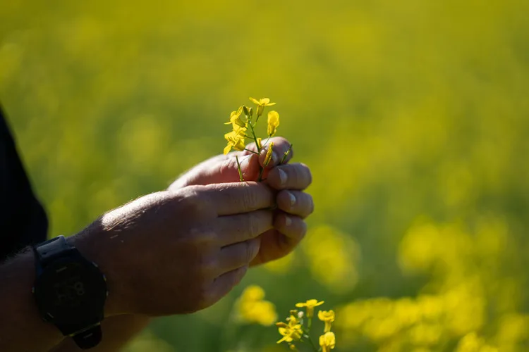 Man inspecting canola flower