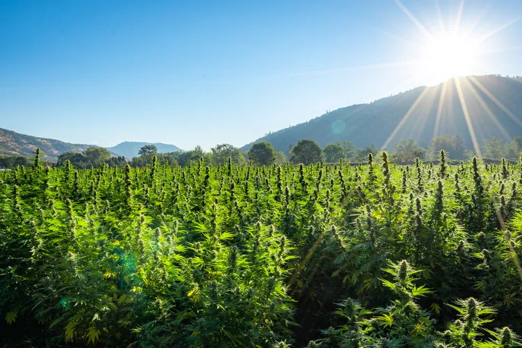 Hemp Crop with sun coming over the mountain in the background