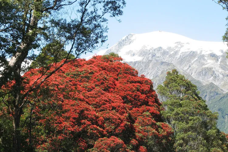 Blooming Rata Tree with snowy mountains in the background