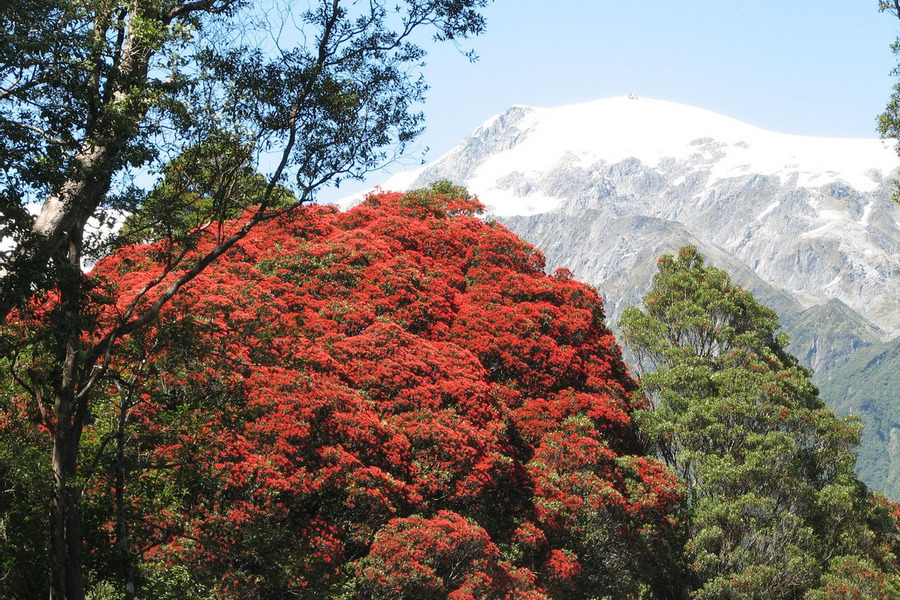 Blooming Rata Tree with snowy mountains in the background