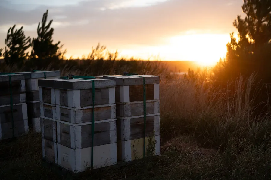 Beehives in soft light with sun rising in the background