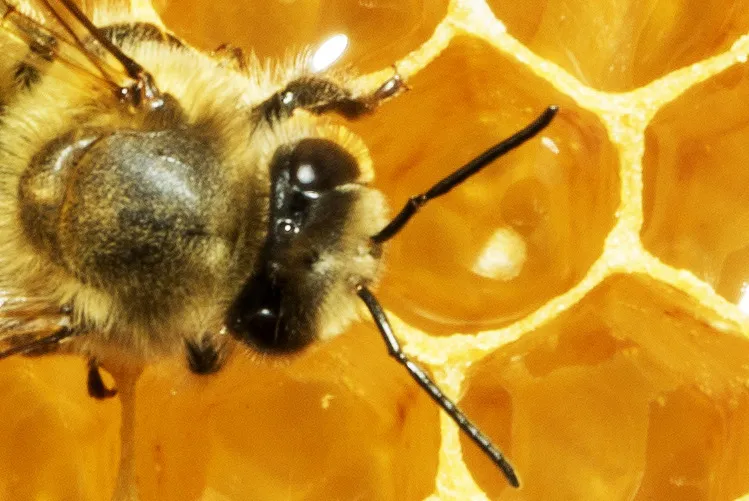 Close up of a bee on honey comb