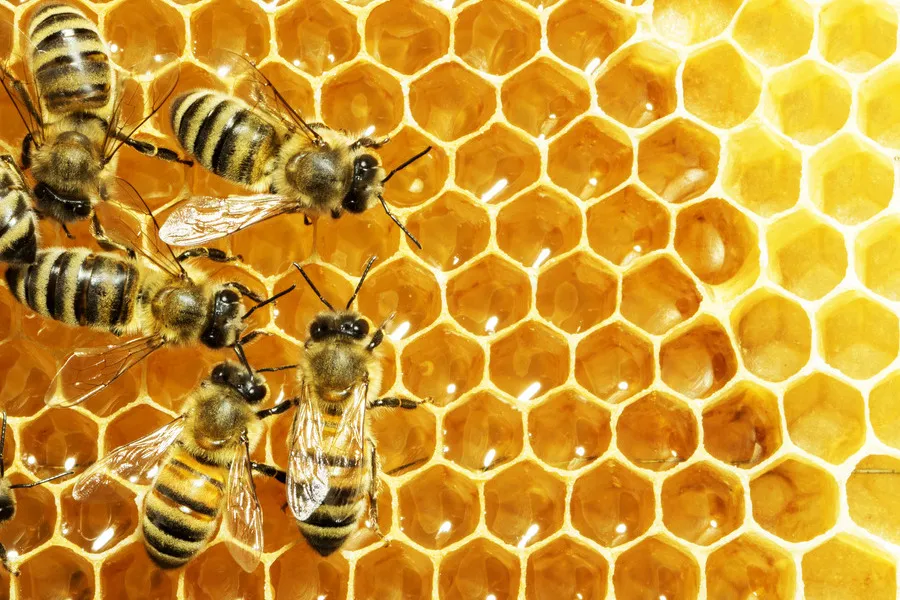 Close up of a bee on honey comb