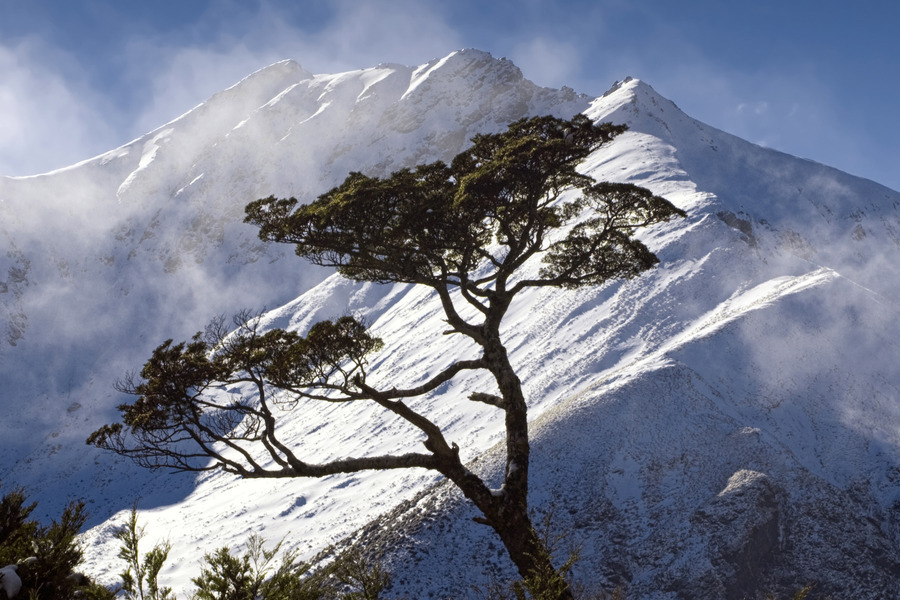 Honeydew beech trees against snow-covered mountains in New Zealand.