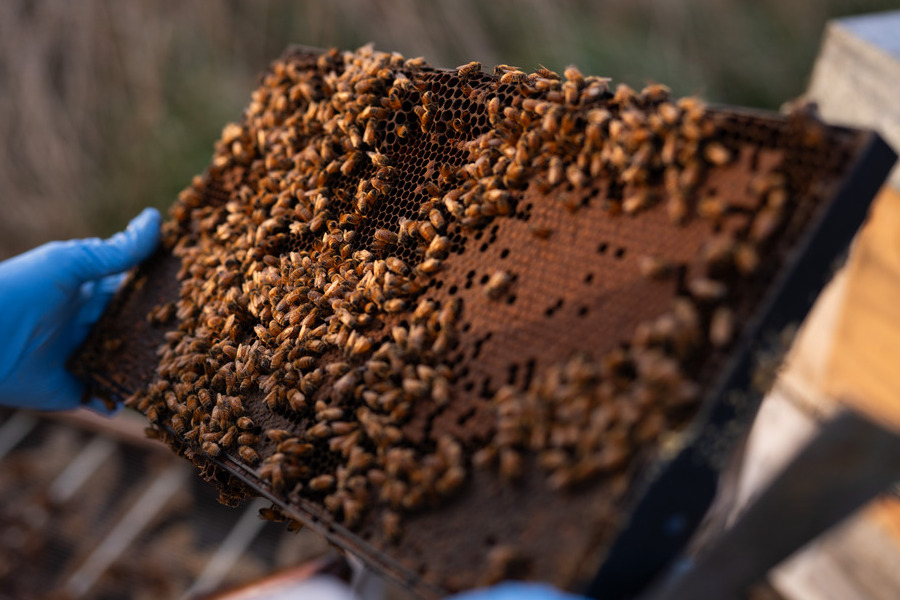Beekeeper inspecting a honeycomb frame covered with bees.