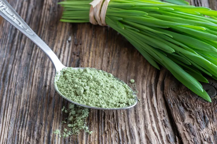 Barley Grass Powder on a spoon on a wooden table with young barley grass sprouts beside it