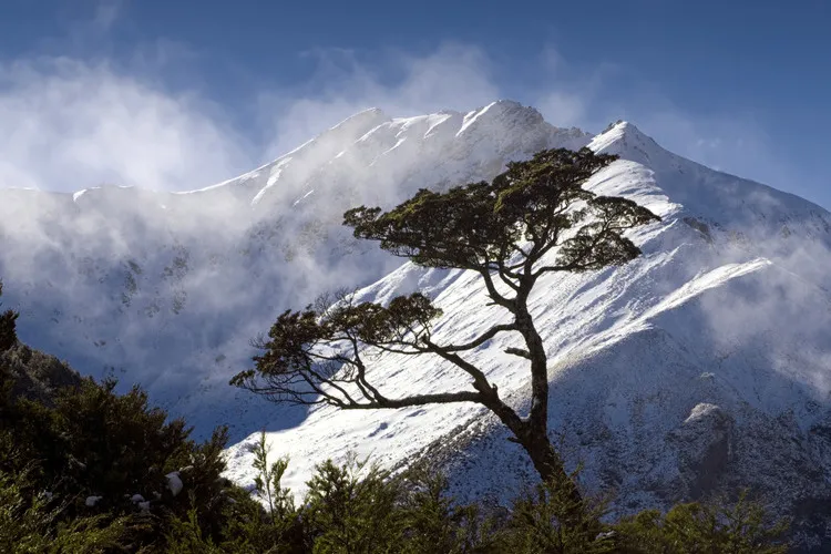 Honeydew beech trees against snow-covered mountains in New Zealand.