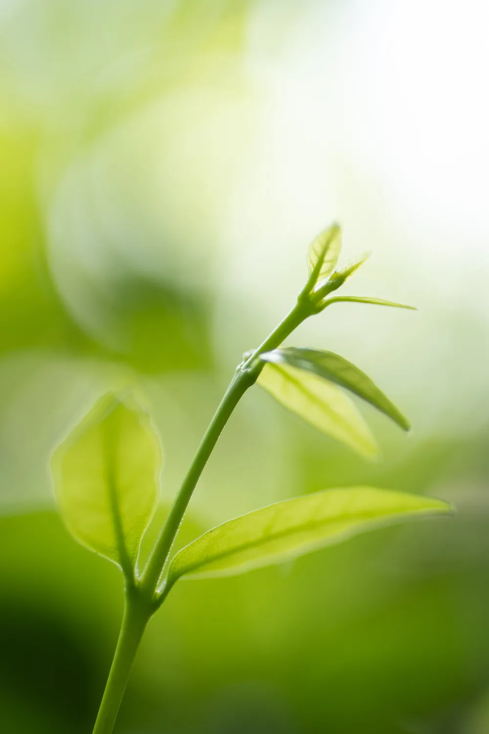 Green shot with green foliage in the background