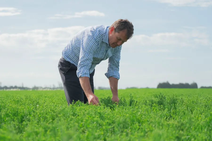 Man inspecting flaxseed crop