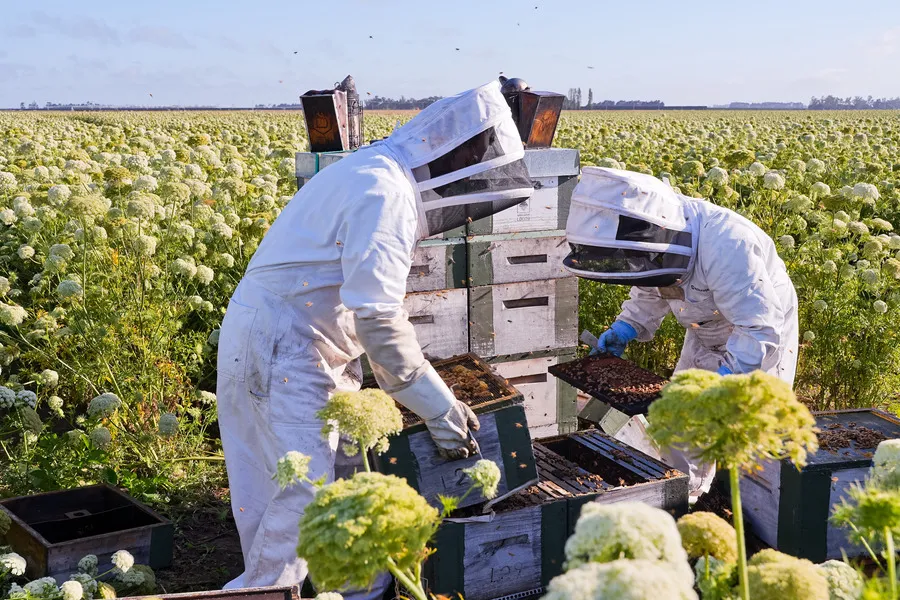 Beekeepers inspecting beehives in carrot crop