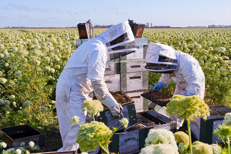 Beekeepers inspecting beehives in carrot crop