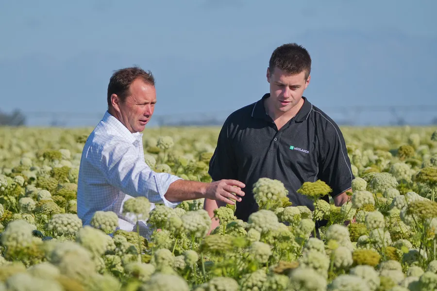 Two people inspecting carrot crop