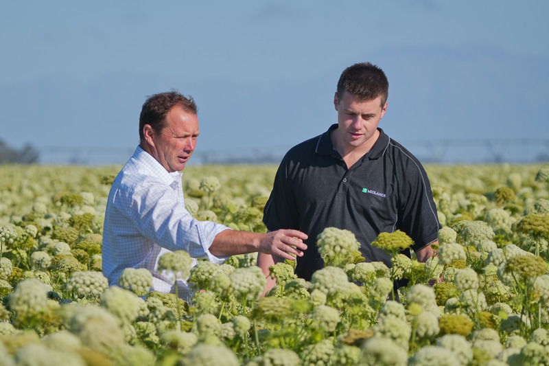 Two people inspecting carrot crop