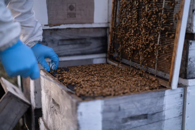 Beekeeper inspecting hive