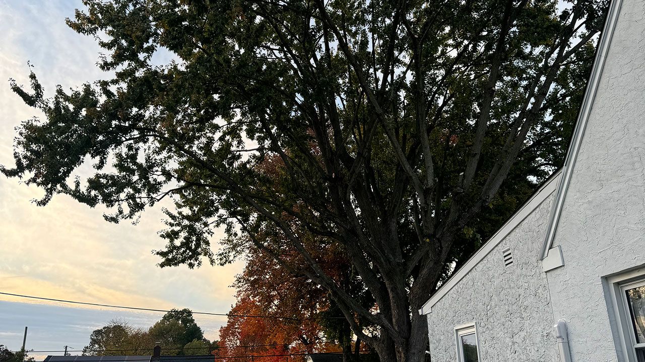 Tree Trimming by Morrisroe Landscaping near me in Delaware County.