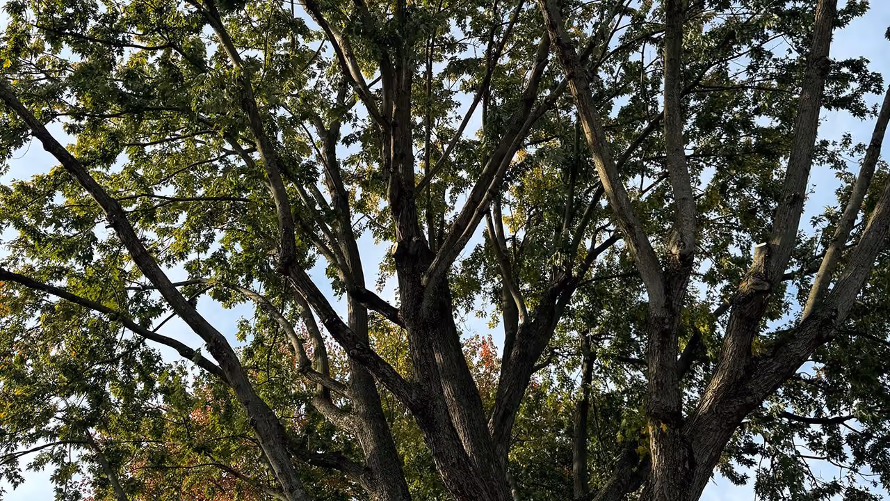 Tree Trimming by Morrisroe Landscaping near me in Delaware County.