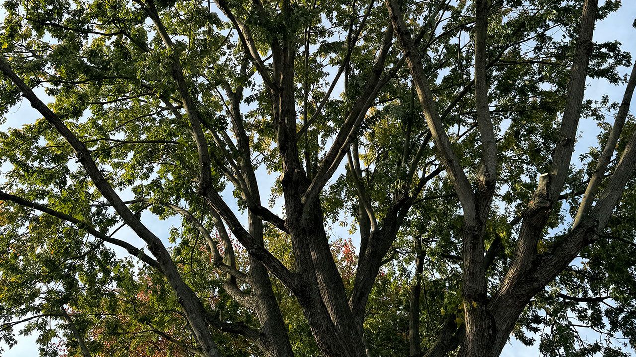 Tree Trimming by Morrisroe Landscaping near me in Delaware County.
