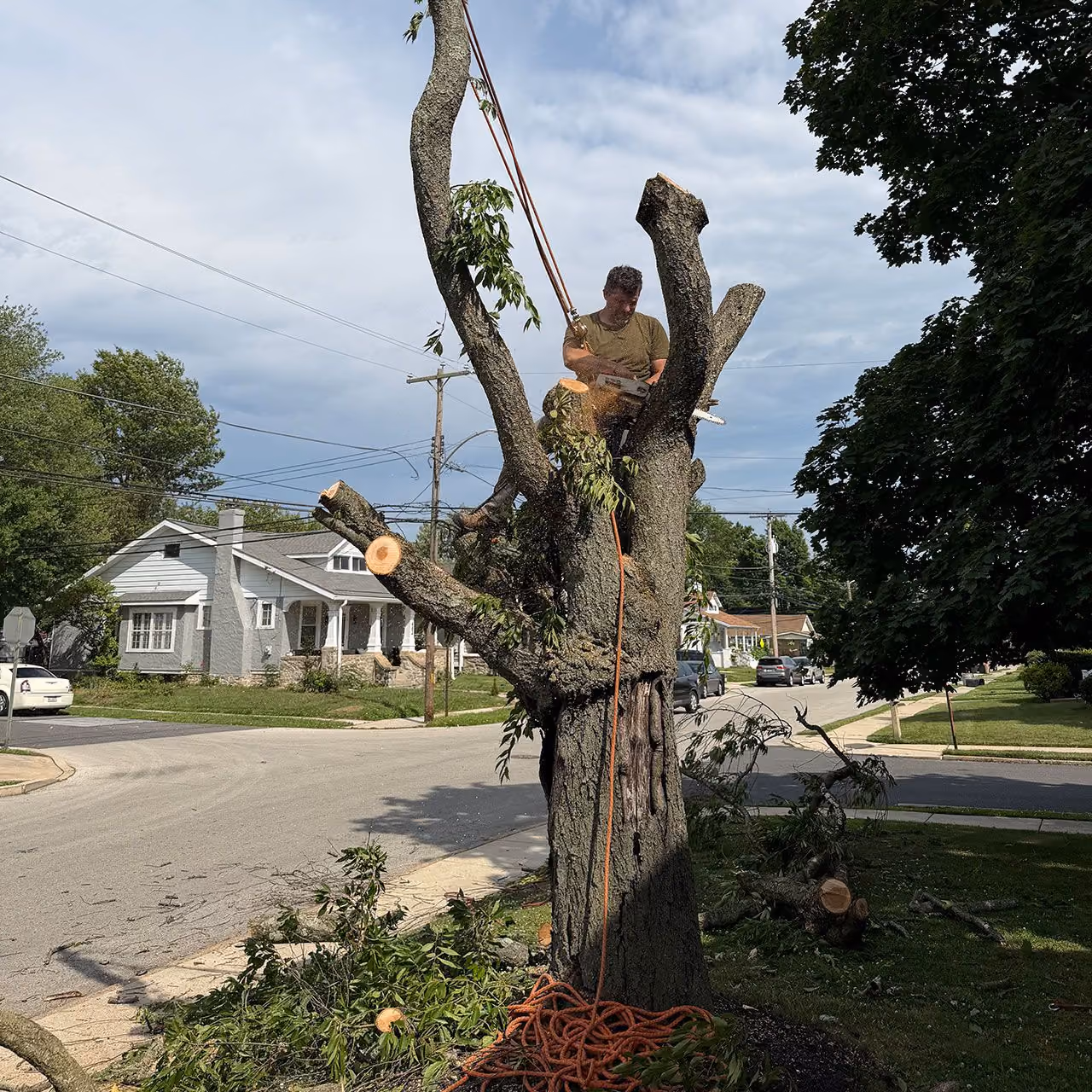 Tree removal company near me in Delaware County, PA