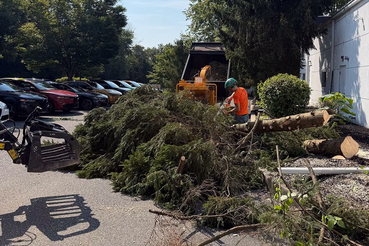 Tree Trimming by Morrisroe Landscaping near me in Delaware County.