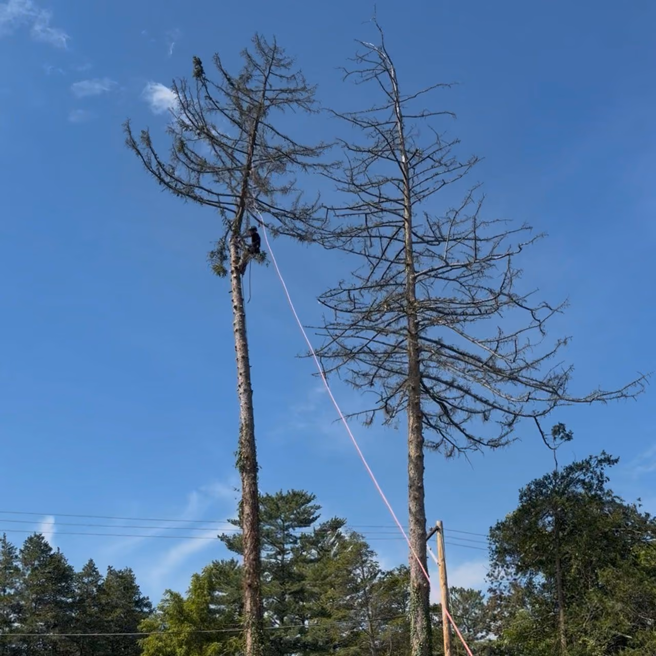 Morrisroe Landscaping tree trimming and pruning services