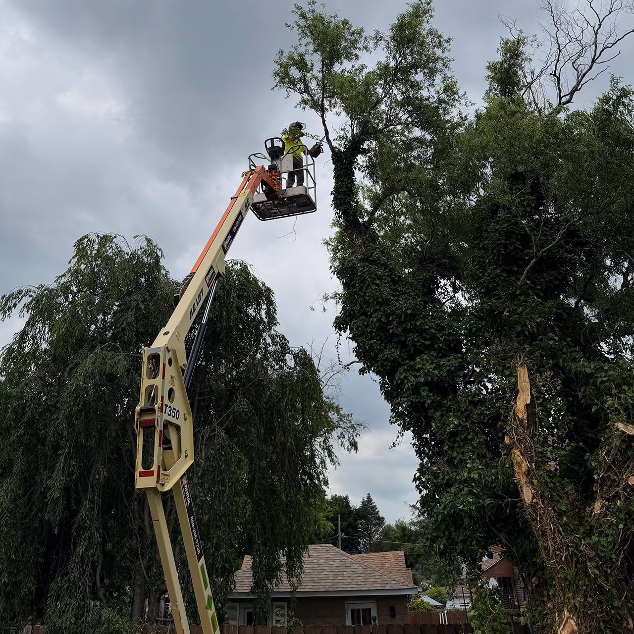 Tree removal by Morrisroe Landscaping in Delaware County Pennsylvania