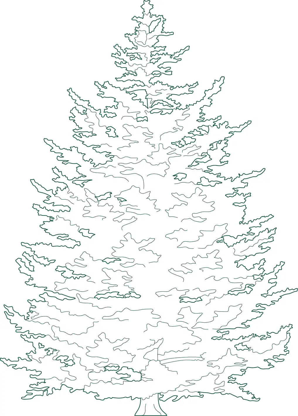 Download Abies concolor (White Fir) CAD blocks in plan and elevation. Ideal for evergreen landscapes, park plantings, woodland settings, and architectural design drawings.