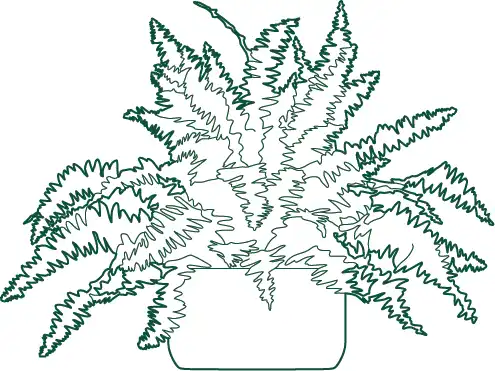 Download Nephrolepis exaltata (Boston Fern) CAD blocks in plan and elevation. Ideal for interior design, biophilic spaces, potted plant layouts, and architectural drawings.