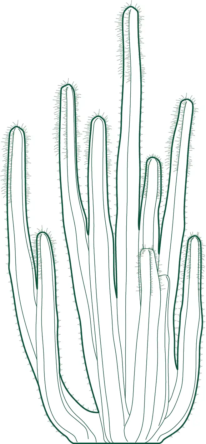 Download Pachycereus schottii (Senita Cactus) CAD blocks in plan and elevation. Ideal for xeriscape design, desert landscapes, and architectural planting drawings.
