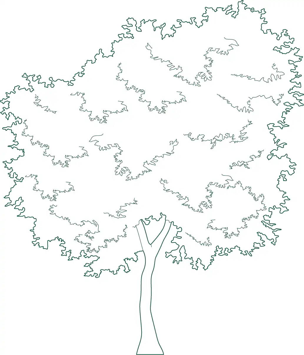 Download Olea europaea (Olive Tree) CAD blocks in plan and elevation. Ideal for Mediterranean landscapes, architectural planting, and contemporary garden design drawings.