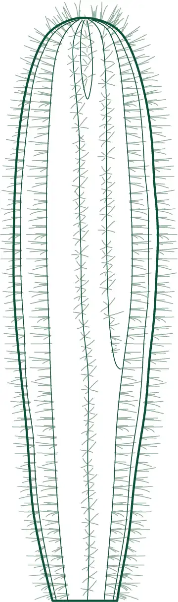 Download Carnegiea gigantea (Saguaro Cactus) CAD blocks in plan and elevation. Ideal for desert landscapes, xeriscape projects, and architectural planting design drawings.