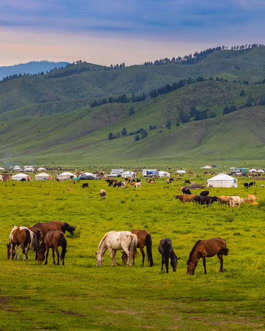 Horses grazing on a green pasture with yurts and cattle in front of lush, forested hills under a blue sky.