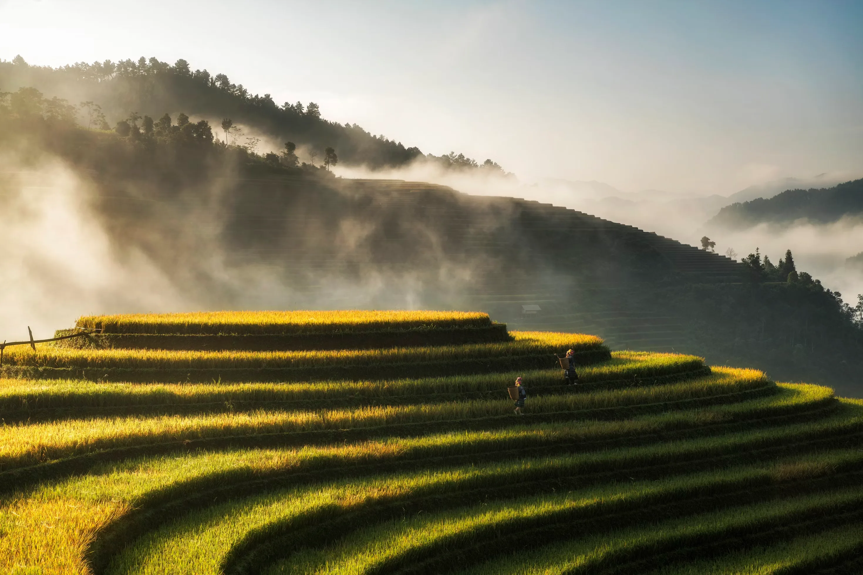 Terraced rice paddies in Vietnam.