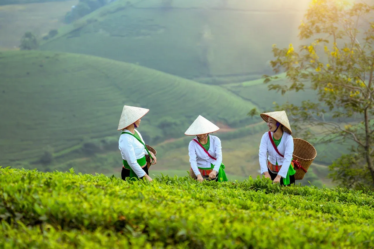 Three farmers in a field in Vietnam.