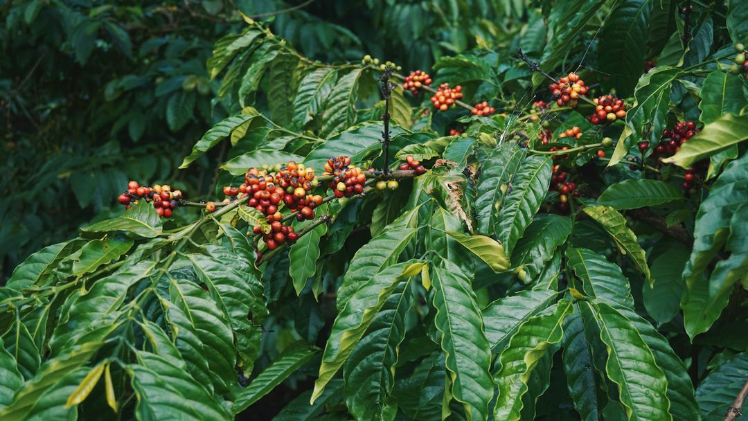 A coffee plant.
