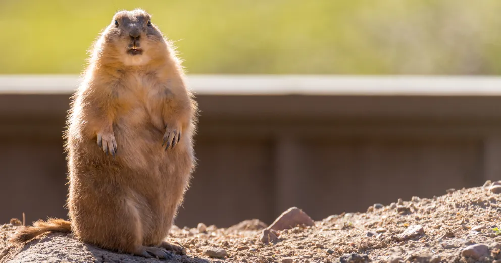 iplicit.com/blog/groundhog-day-time-to-stop-doing-the-same-old-same-old