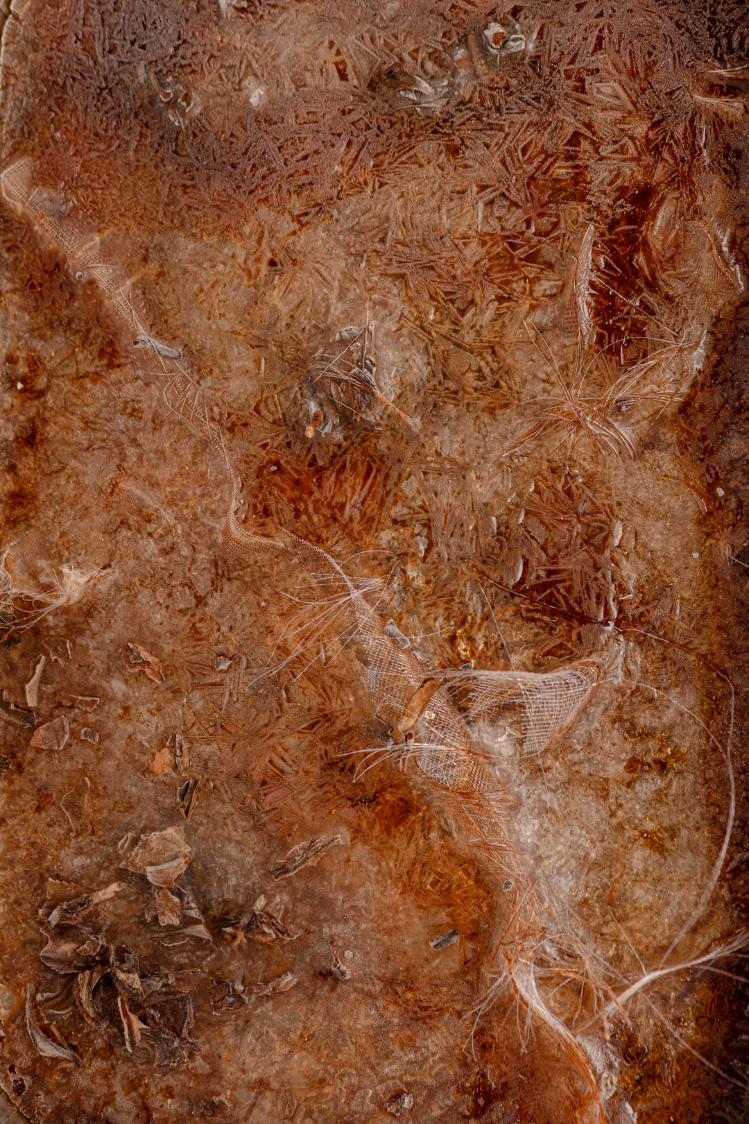 Iced English Breakfast Tea