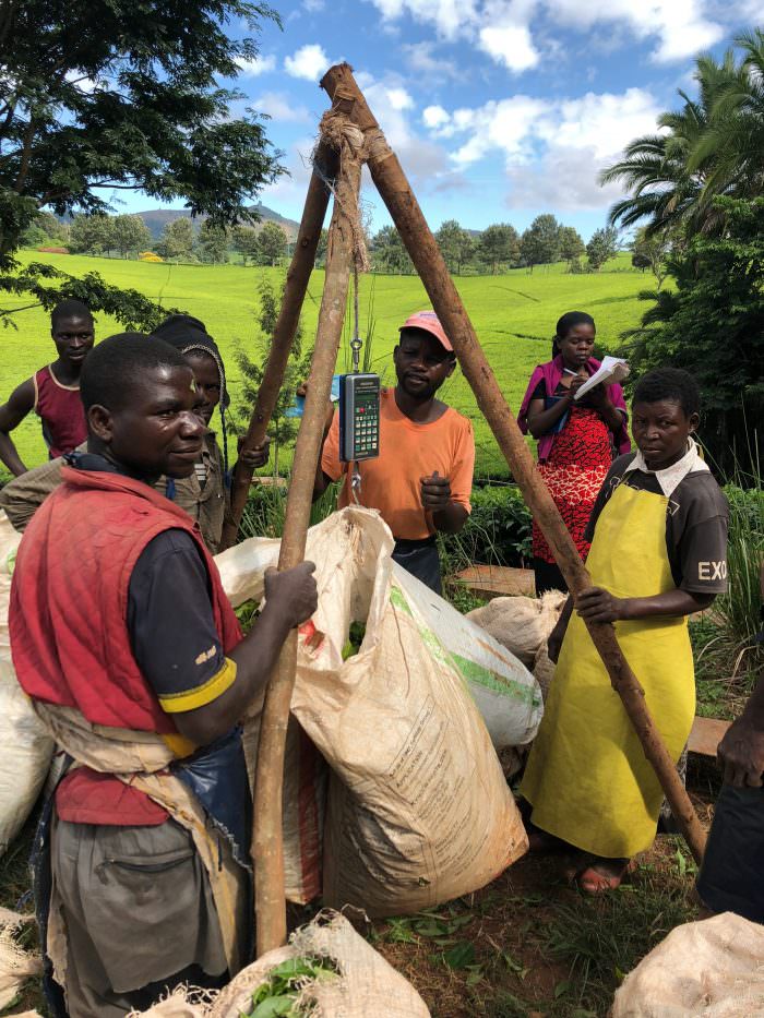 Malawi tea, men weighing leaves