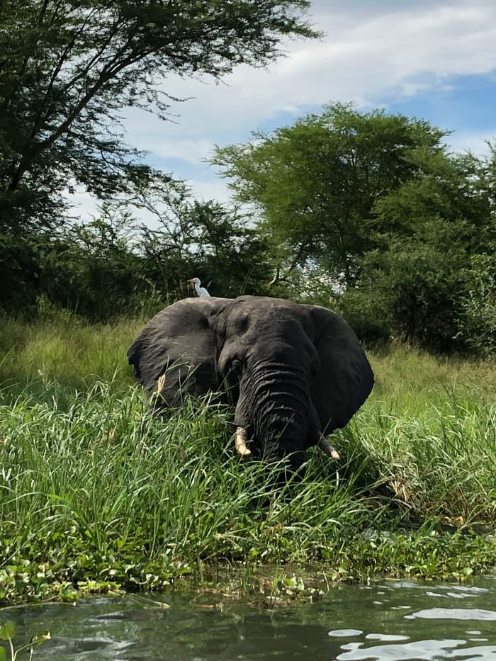 elephant, Majete Park, Malawi, Africa