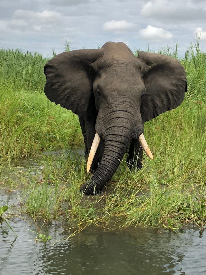 Elephant, Liwonde park, nature, Malawi, Africa