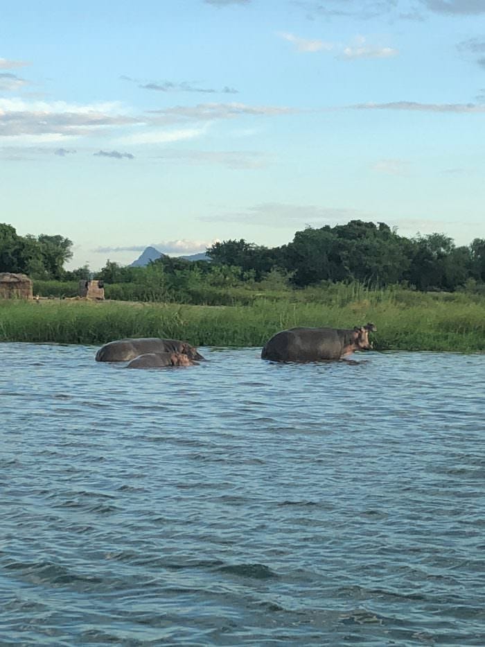hippos, river, safari, Lake Malawi, Malawi, Africa