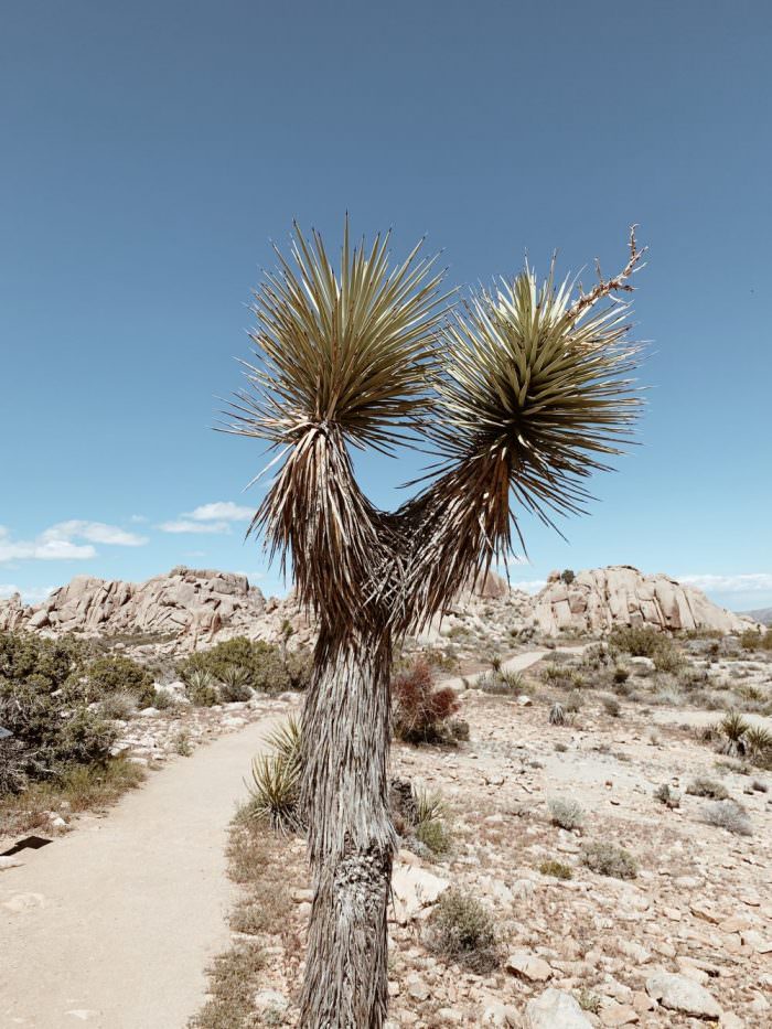 california, trees, desert