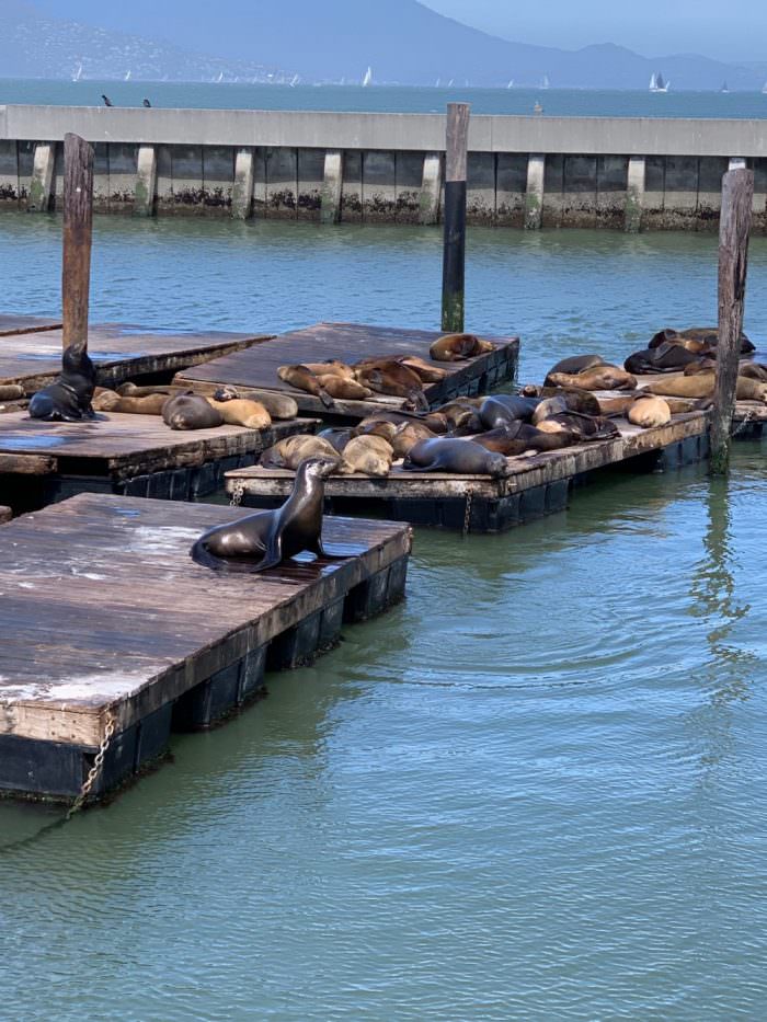 seals, dock, california, water, ocean