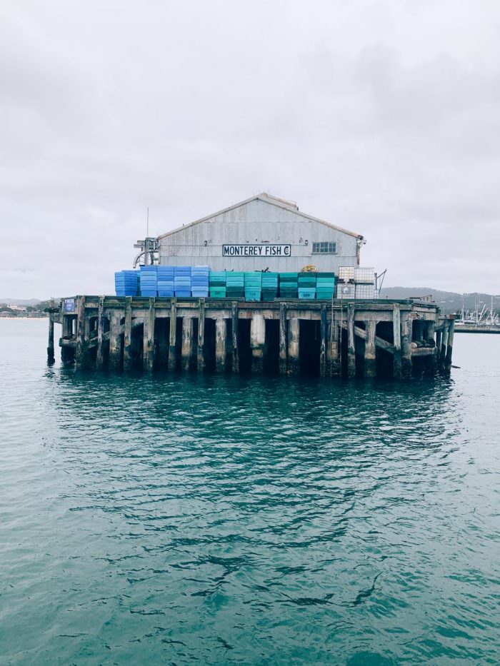 California, fish, Monterey fish