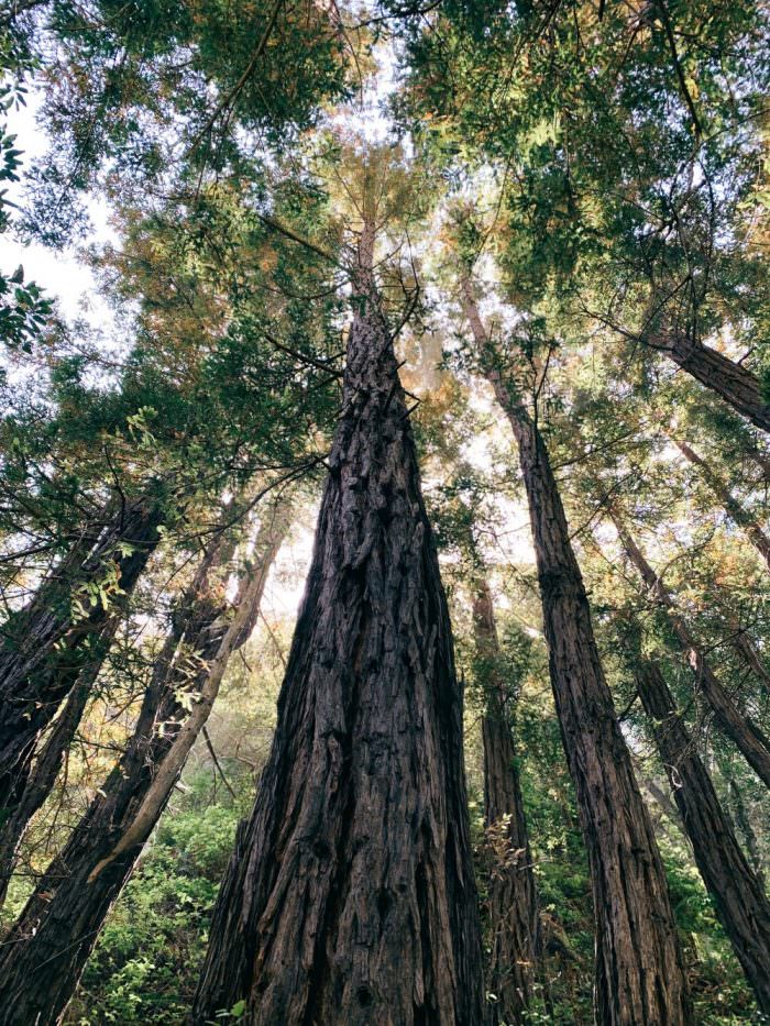 Big Sur, Trees