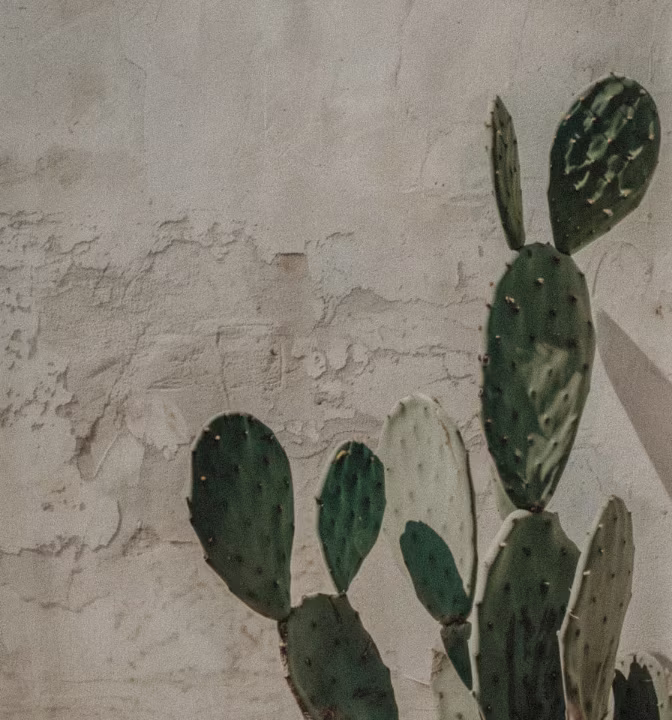 image of a cactus plant in the sun